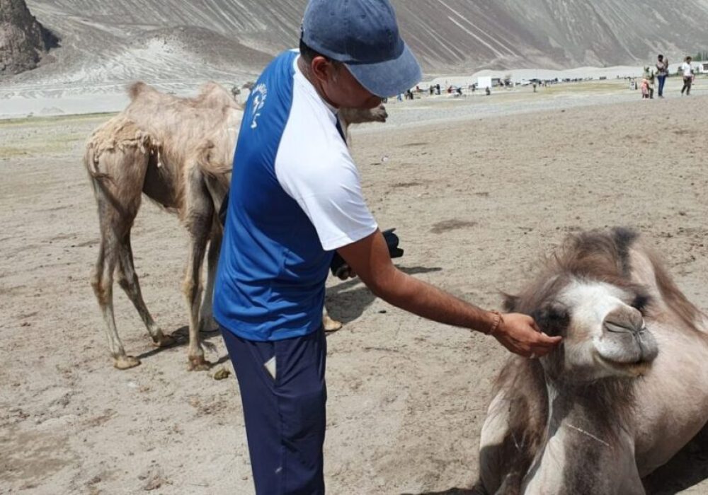 Bactran Camel